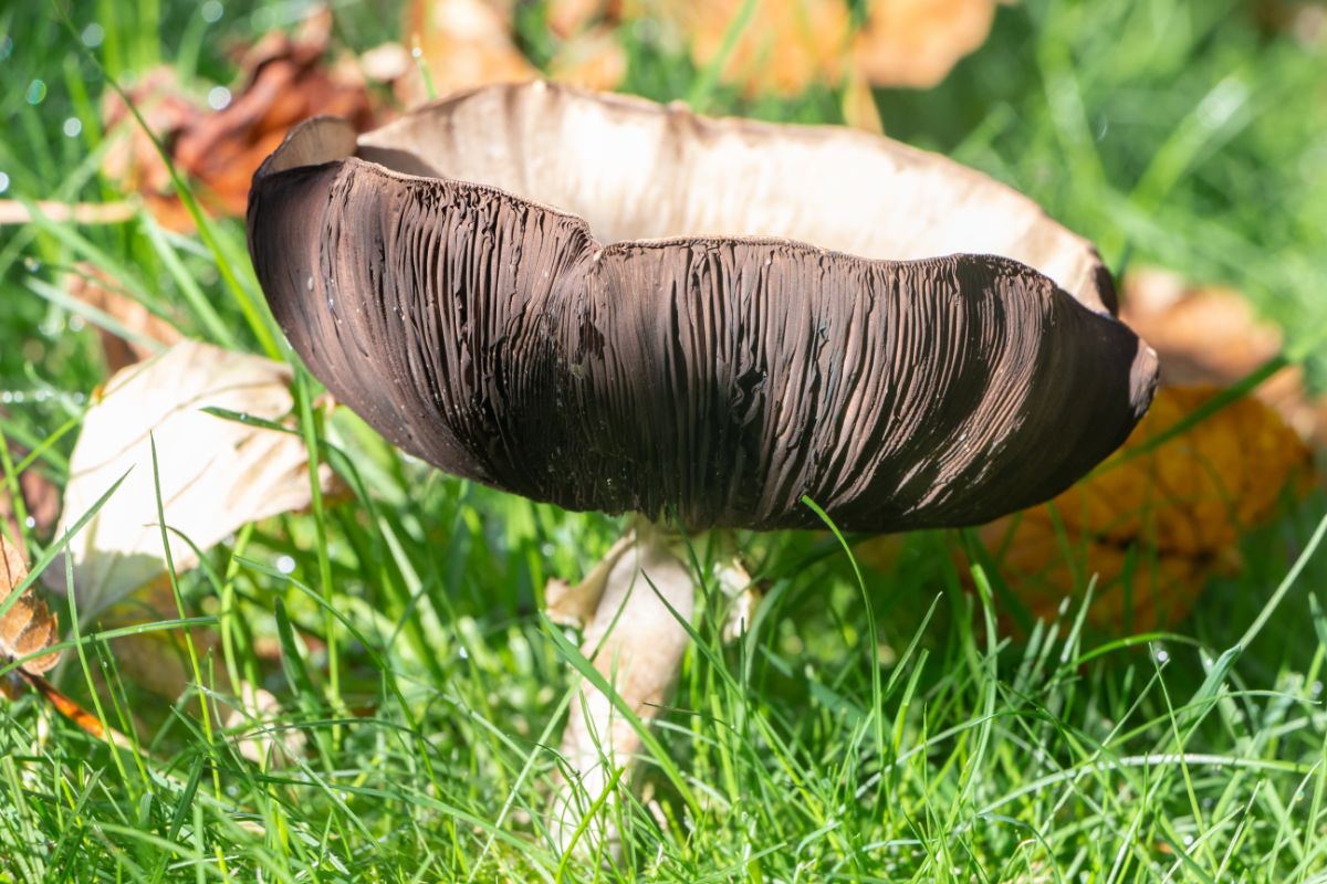 meadow mushroom agaricus