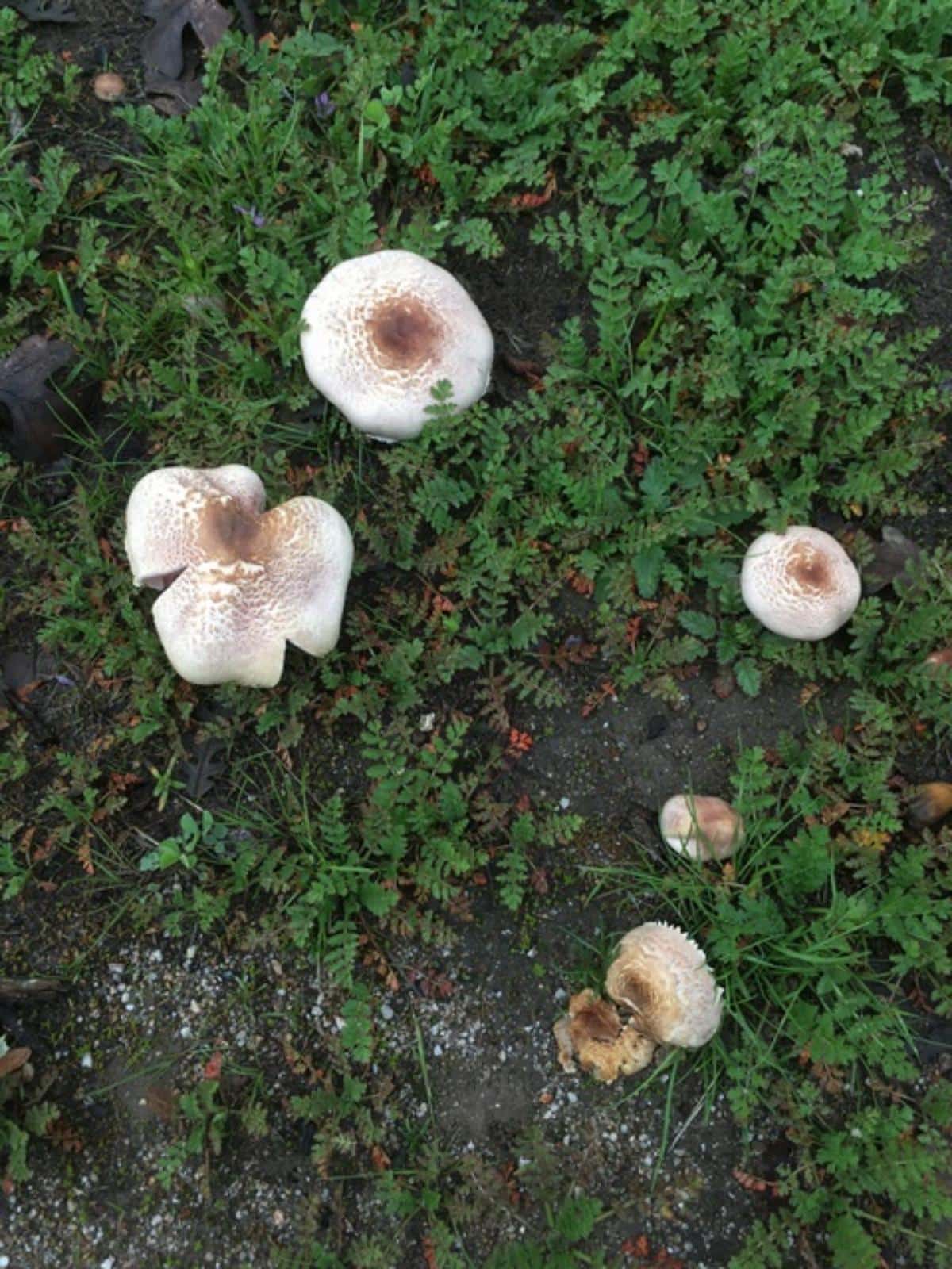 Agaricus subrufescens