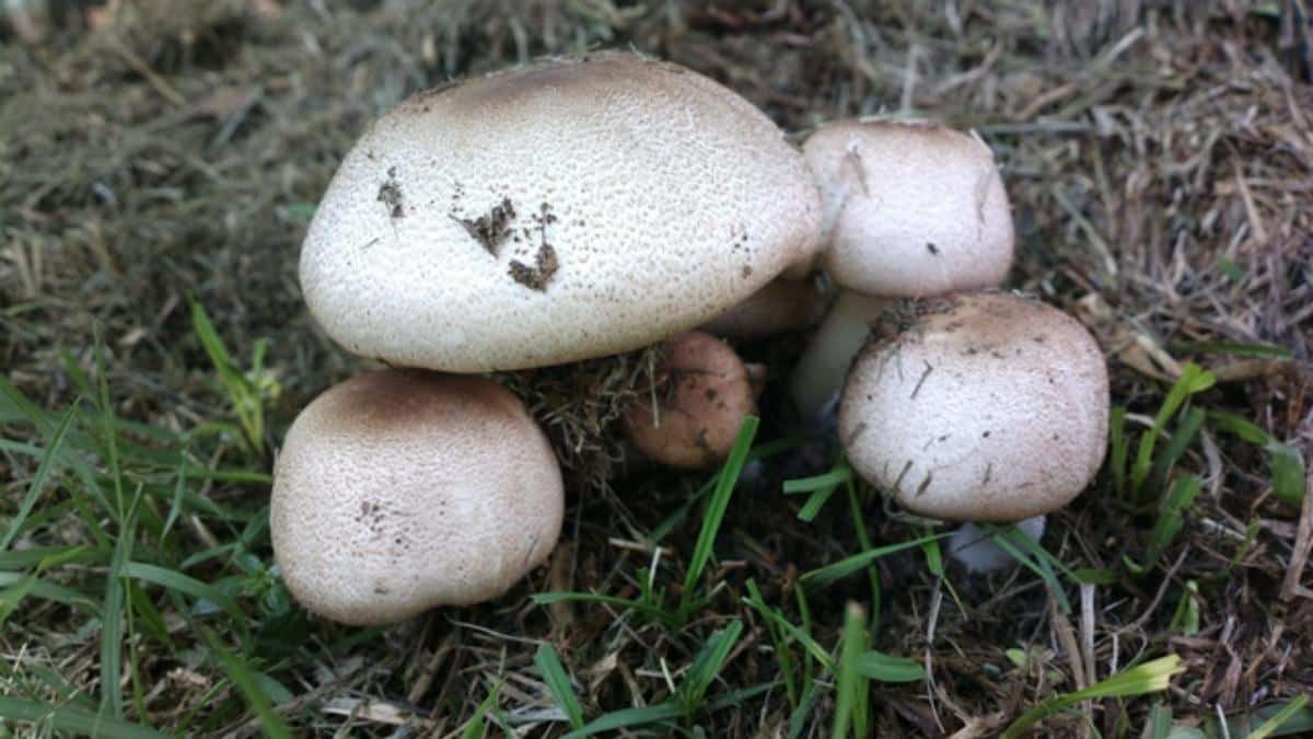almond mushroom
