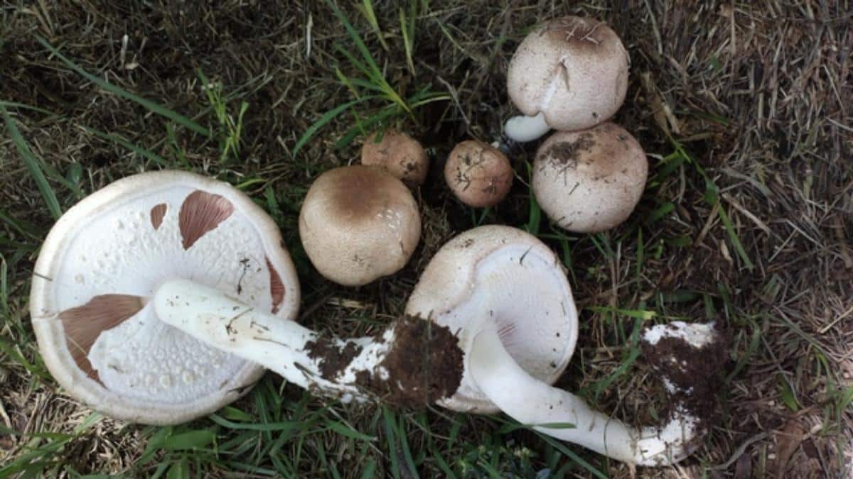 Agaricus subrufescens