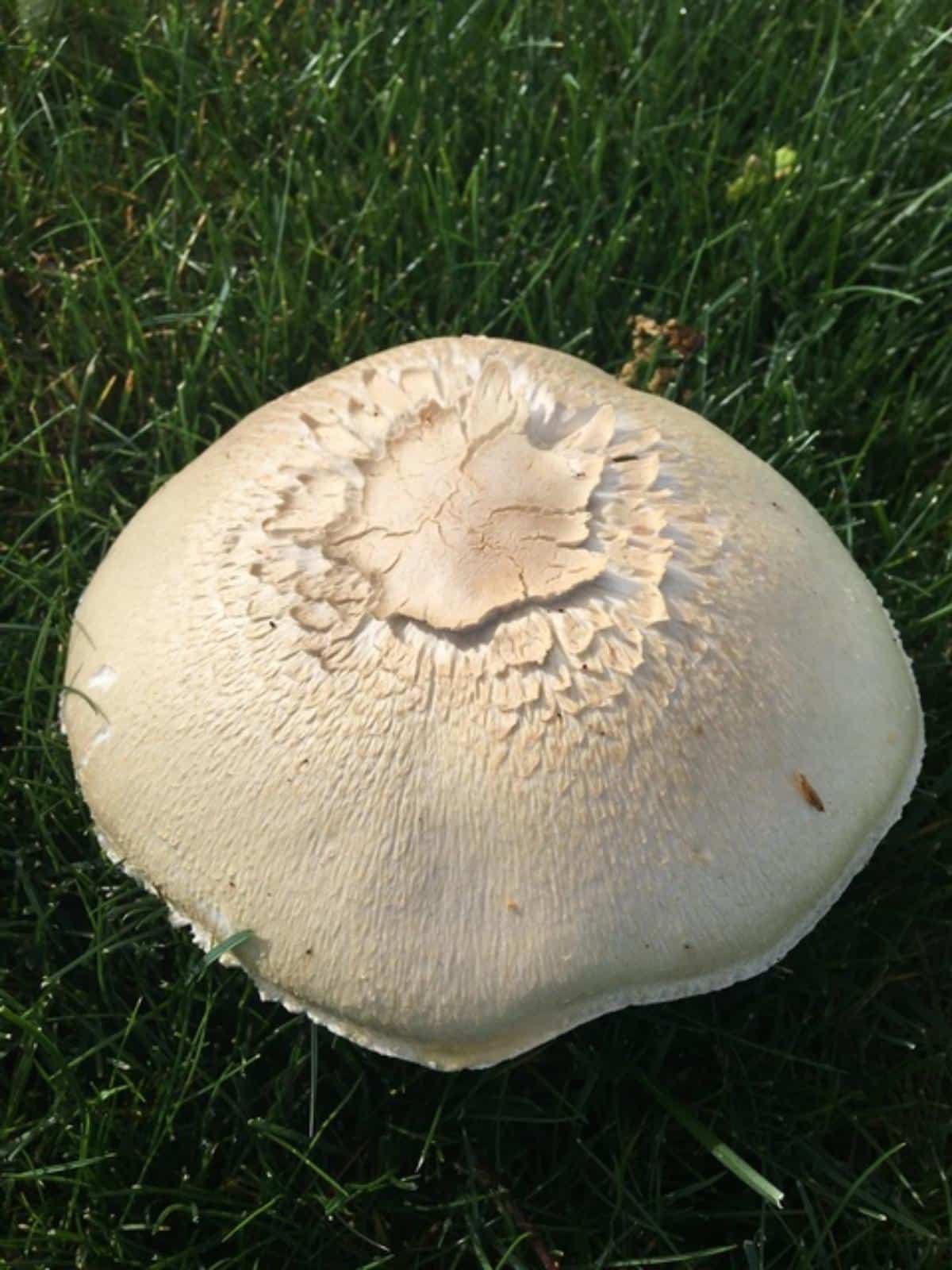 agaricus fissuratus