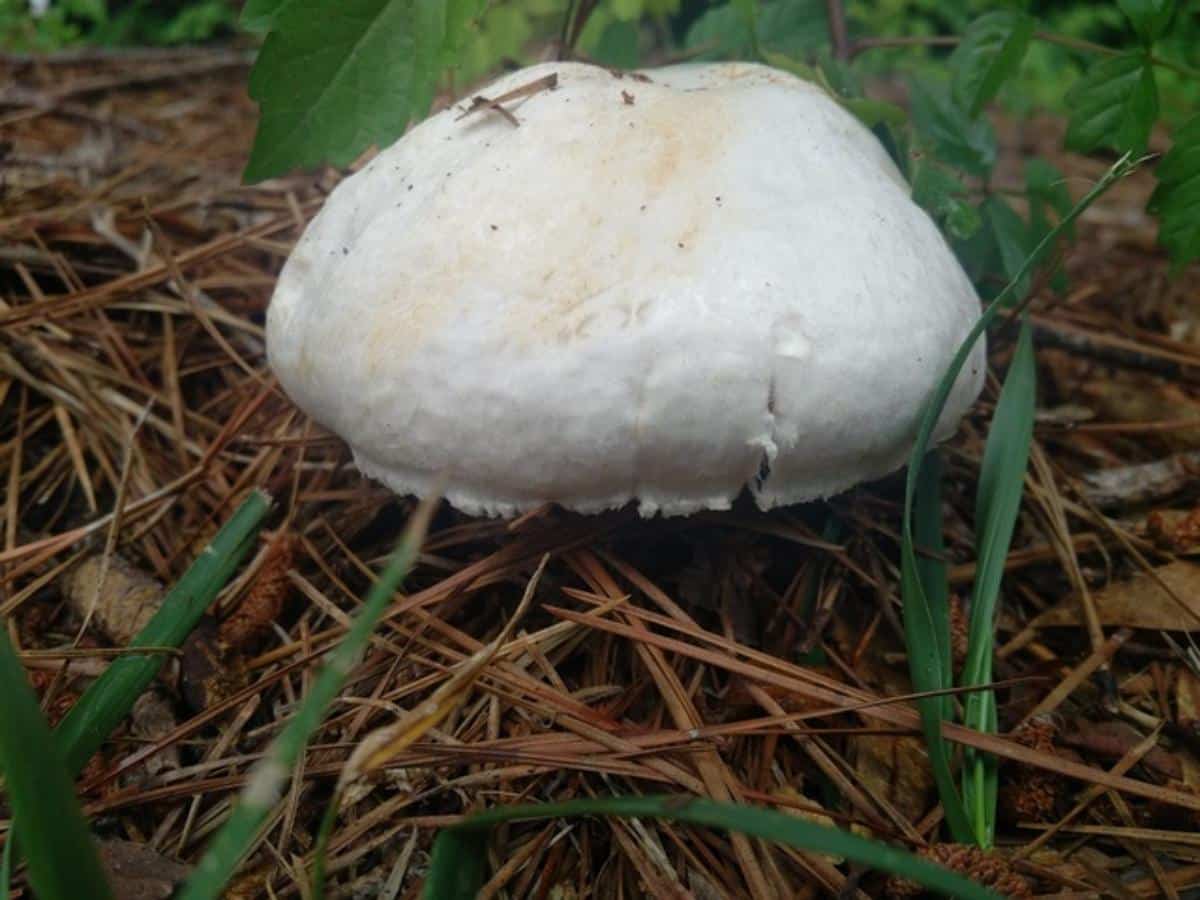 Agaricus argenteus/Agaricus braendlei