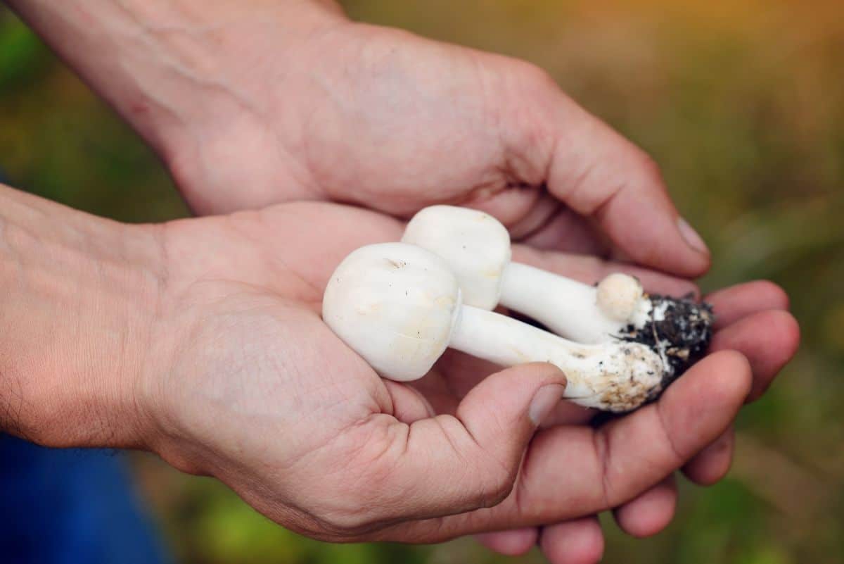 Agaricus arvensis