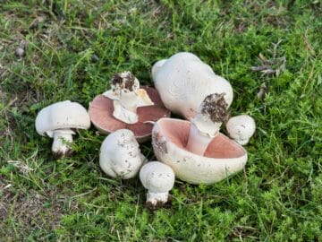 7 Common Lawn Mushrooms in the US - Mushroom Appreciation