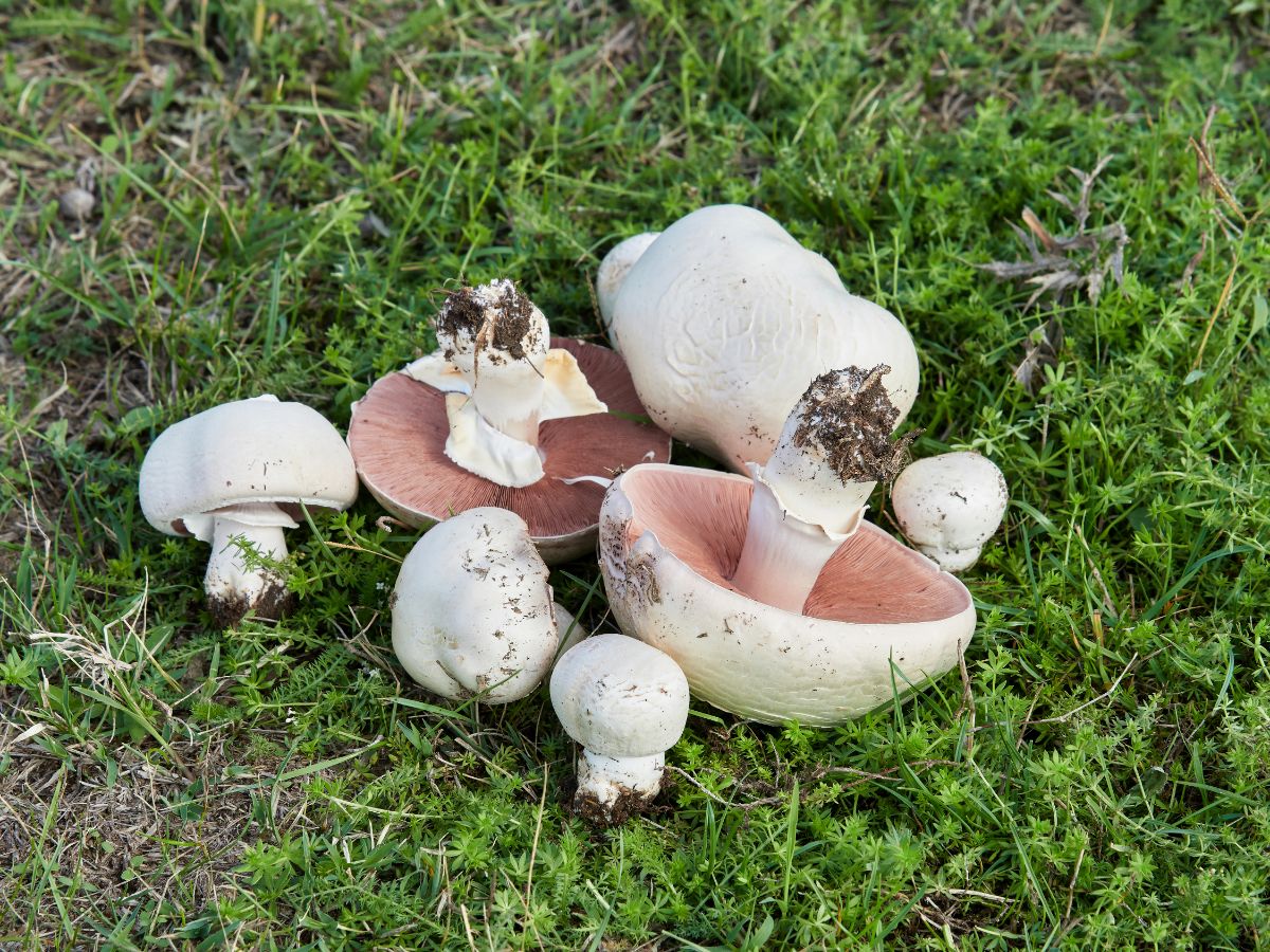 Meadow Mushroom (Agaricus spp) 