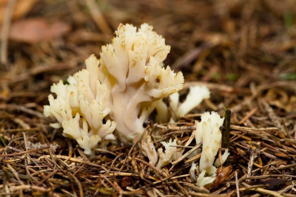 White Coral Fungus Identification Guide Mushroom Appreciation