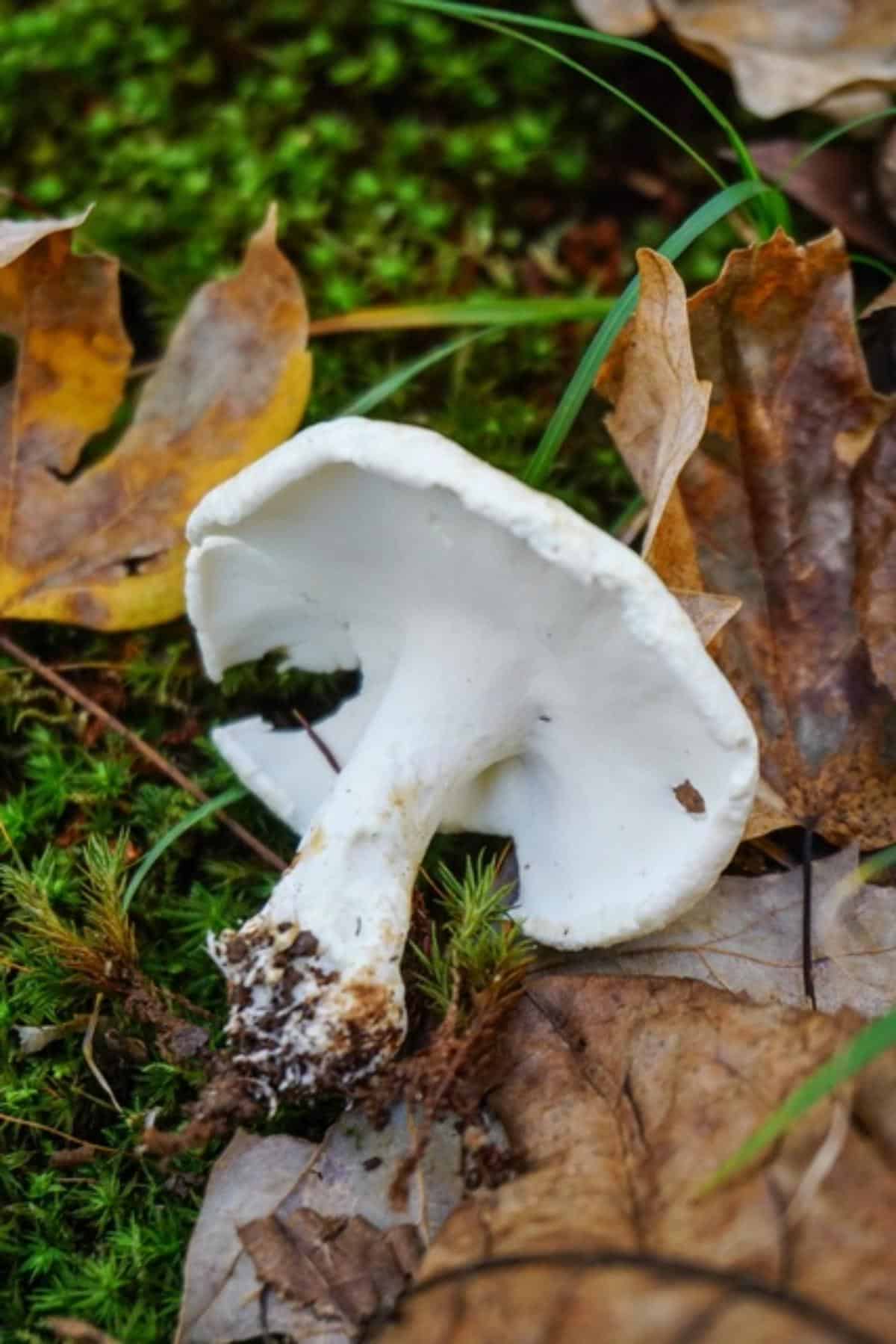 sheep polypore mushroom