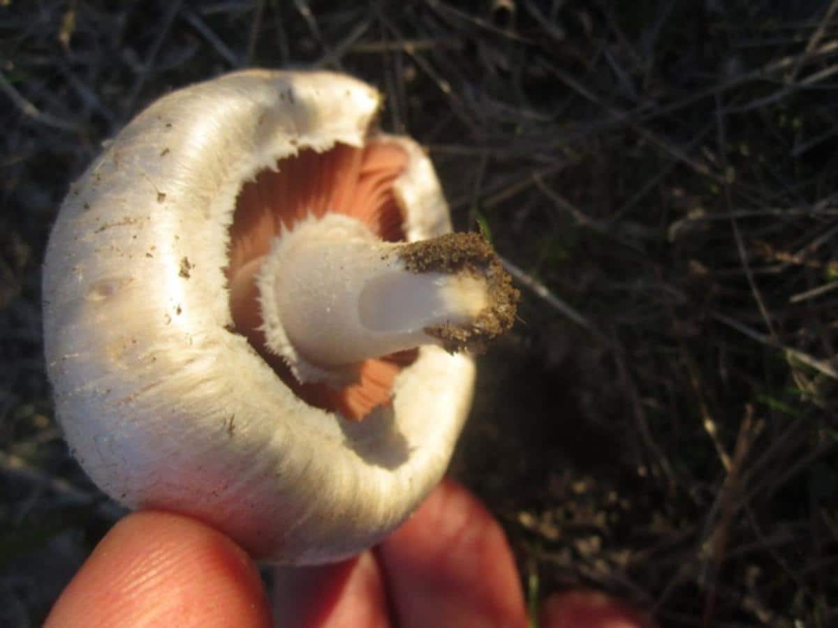 Agaricus argenteus var. annetteae