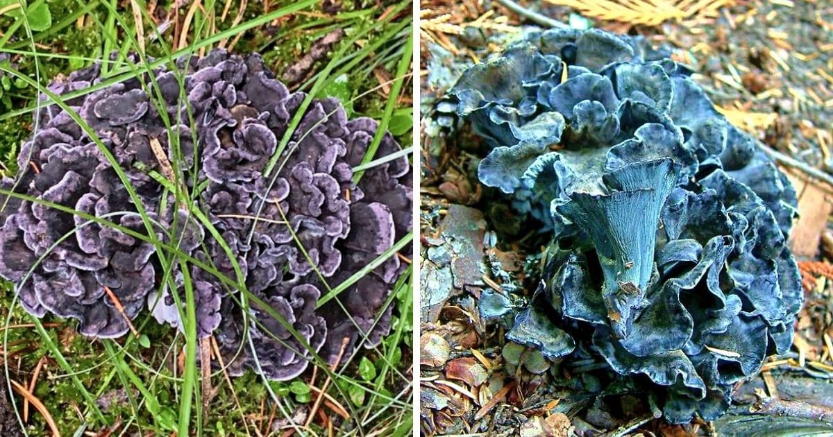 Blue Chanterelle Identification and Foraging Guide Mushroom Appreciation