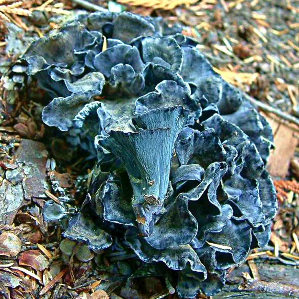 blue chanterelle