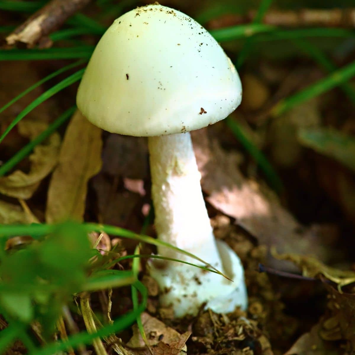 destroying angel
