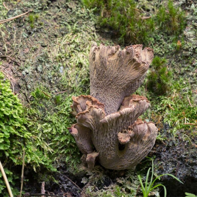 Blue Chanterelle Identification and Foraging Guide Mushroom Appreciation