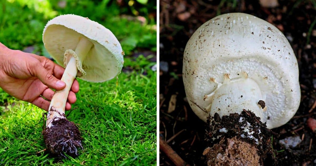 Horse Mushroom Identification, Foraging, and Cooking Guide Mushroom Appreciation