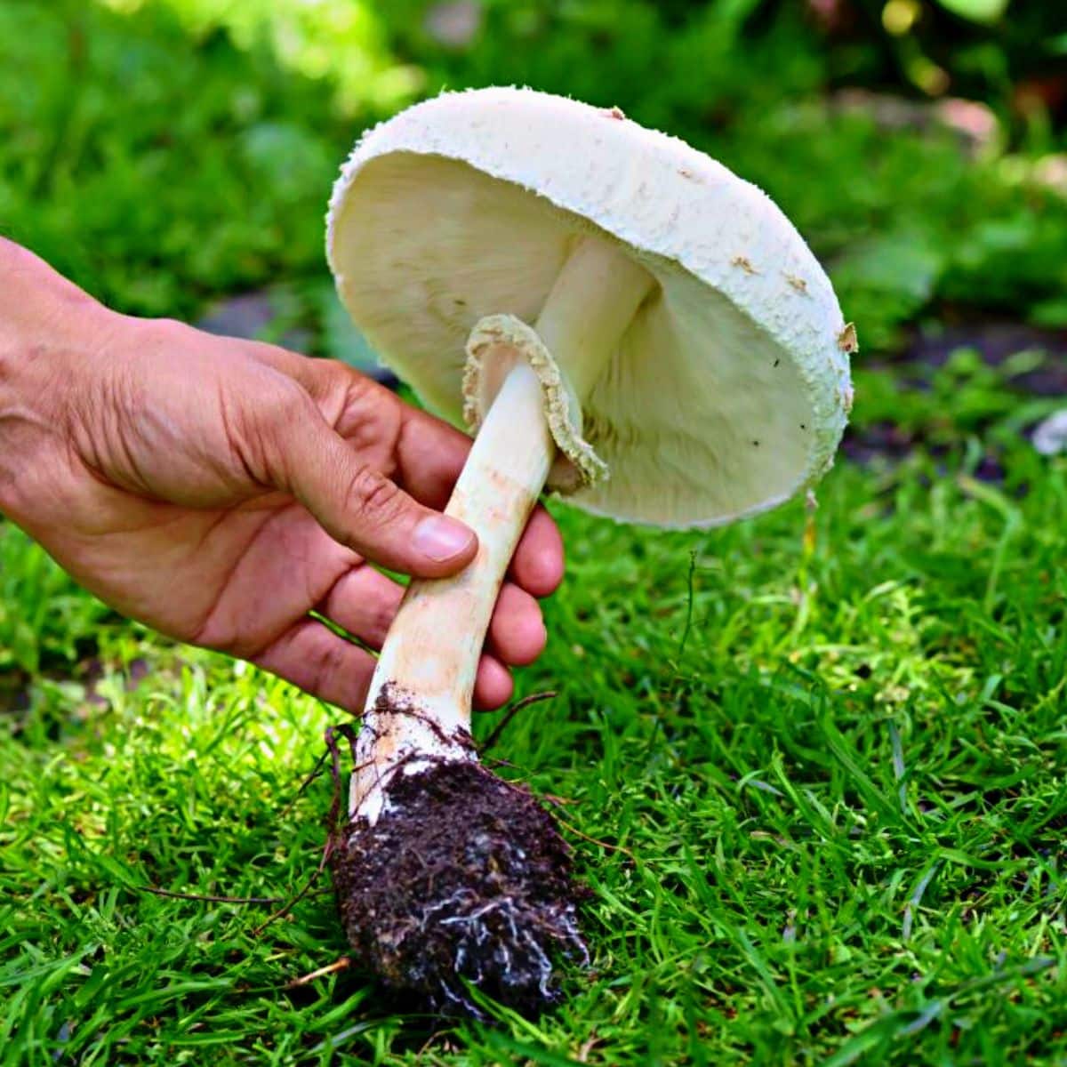 Morel Mushroom Hunting Hints and Information Mushroom Appreciation