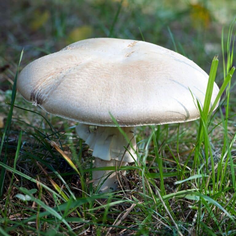 Horse Mushroom Identification, Foraging, and Cooking Guide Mushroom