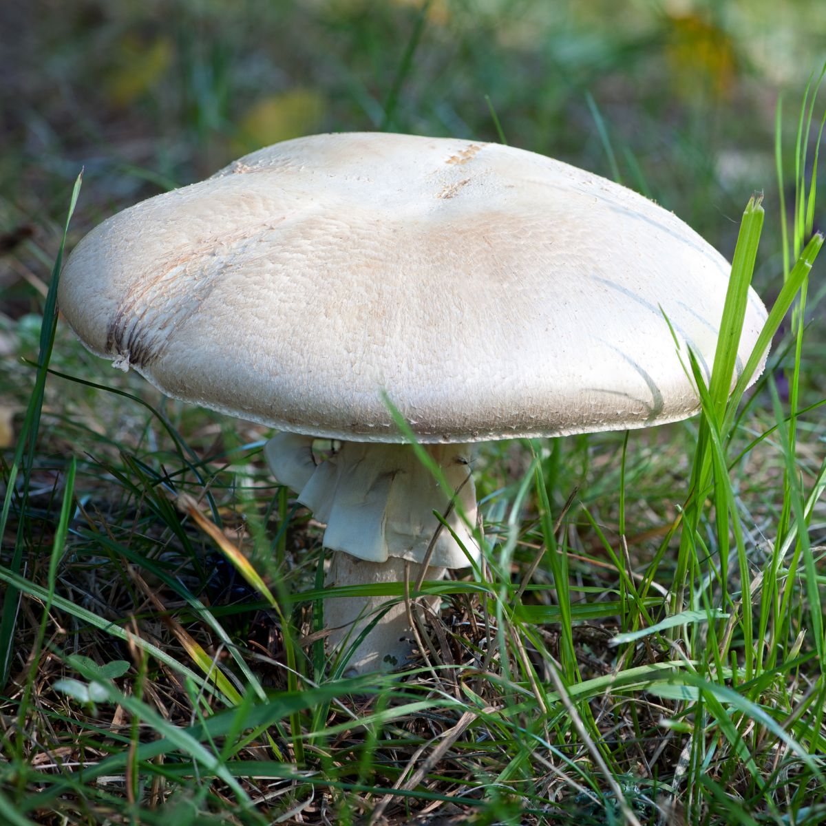 meadow mushroom