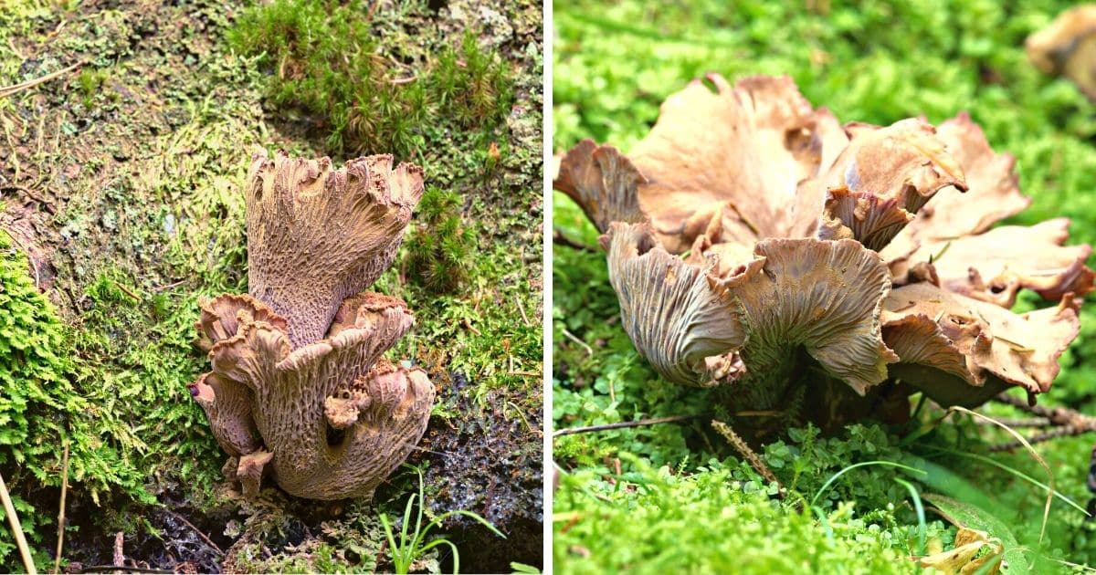 Pig's Ear Mushroom Identification, Foraging, and Cooking Guide