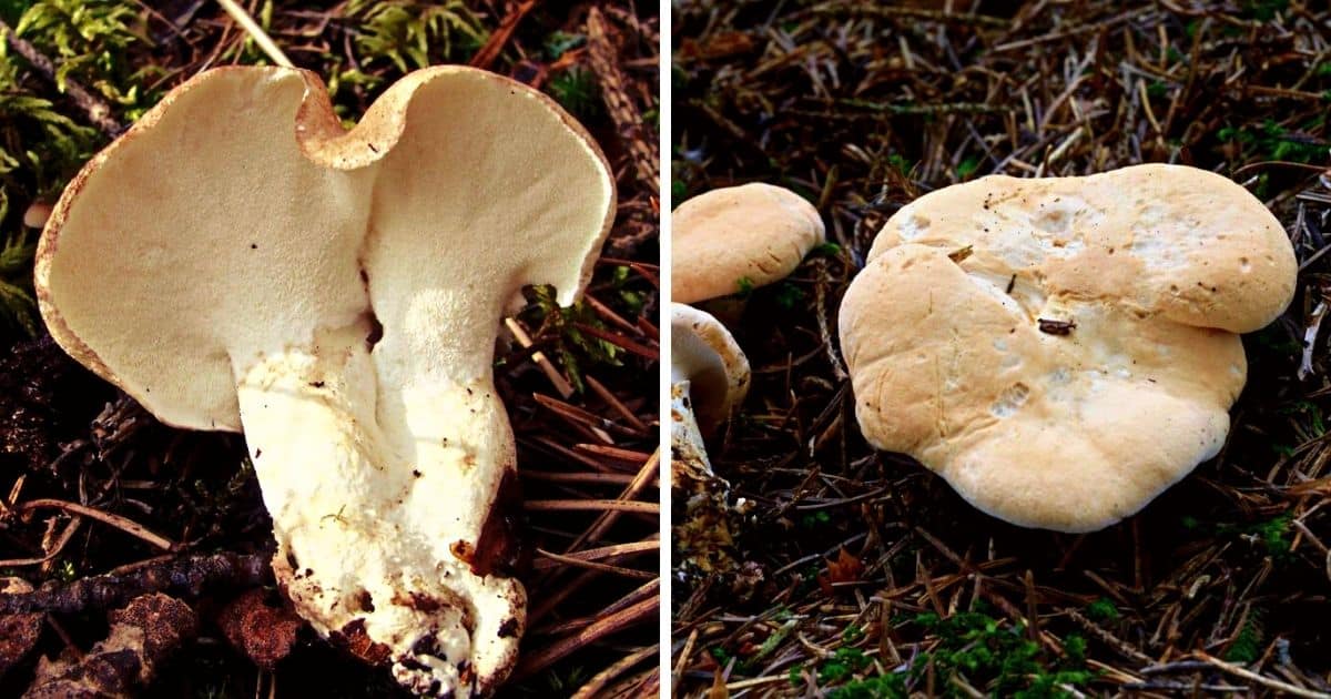 Sheep Polypore Identification and Foraging Guide Mushroom Appreciation