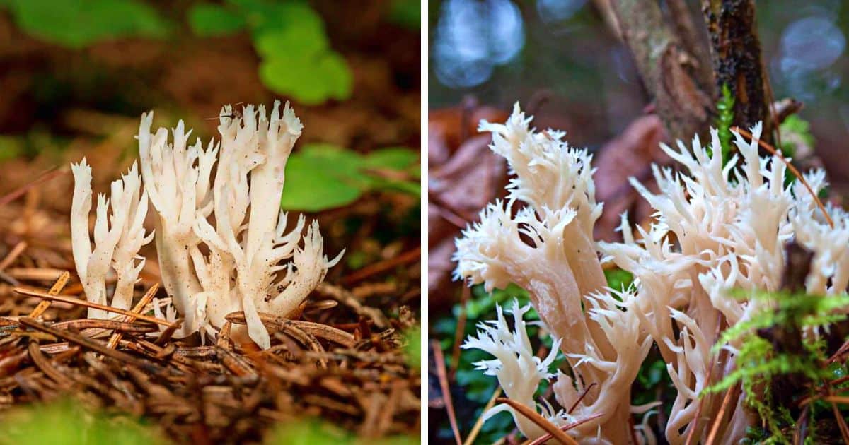 White Coral Fungus Identification Guide Mushroom Appreciation