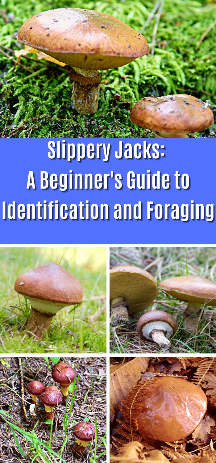 Slippery Jacks A Beginner's Guide to Identification and Foraging