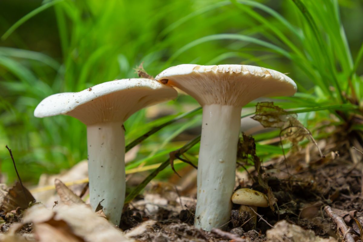 peppery milkcap