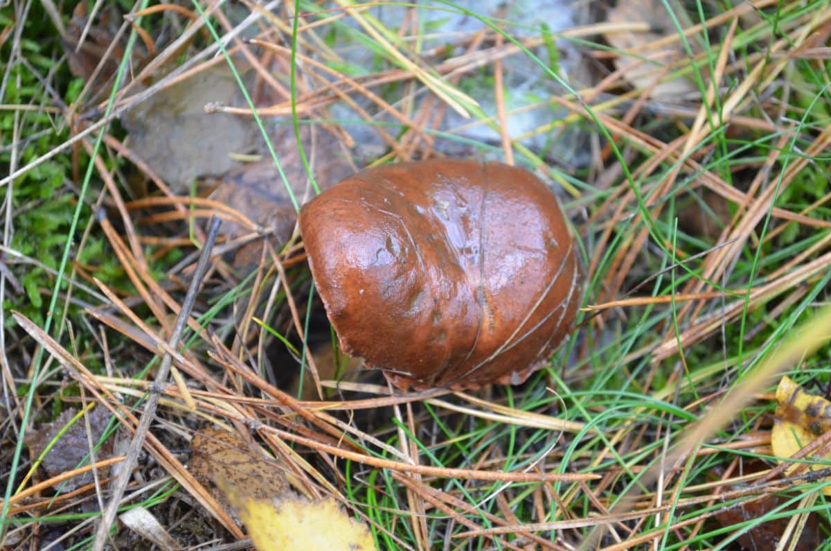 slippery jack mushroom