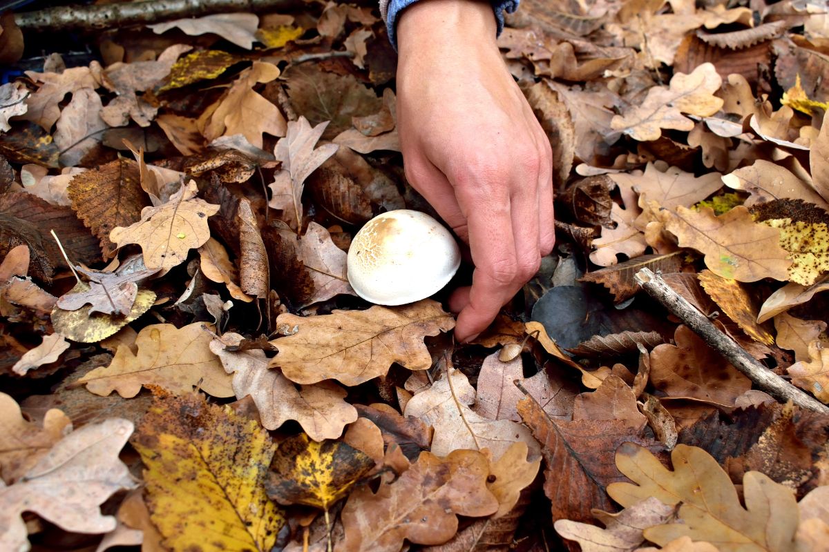 small white mushroom and white hand