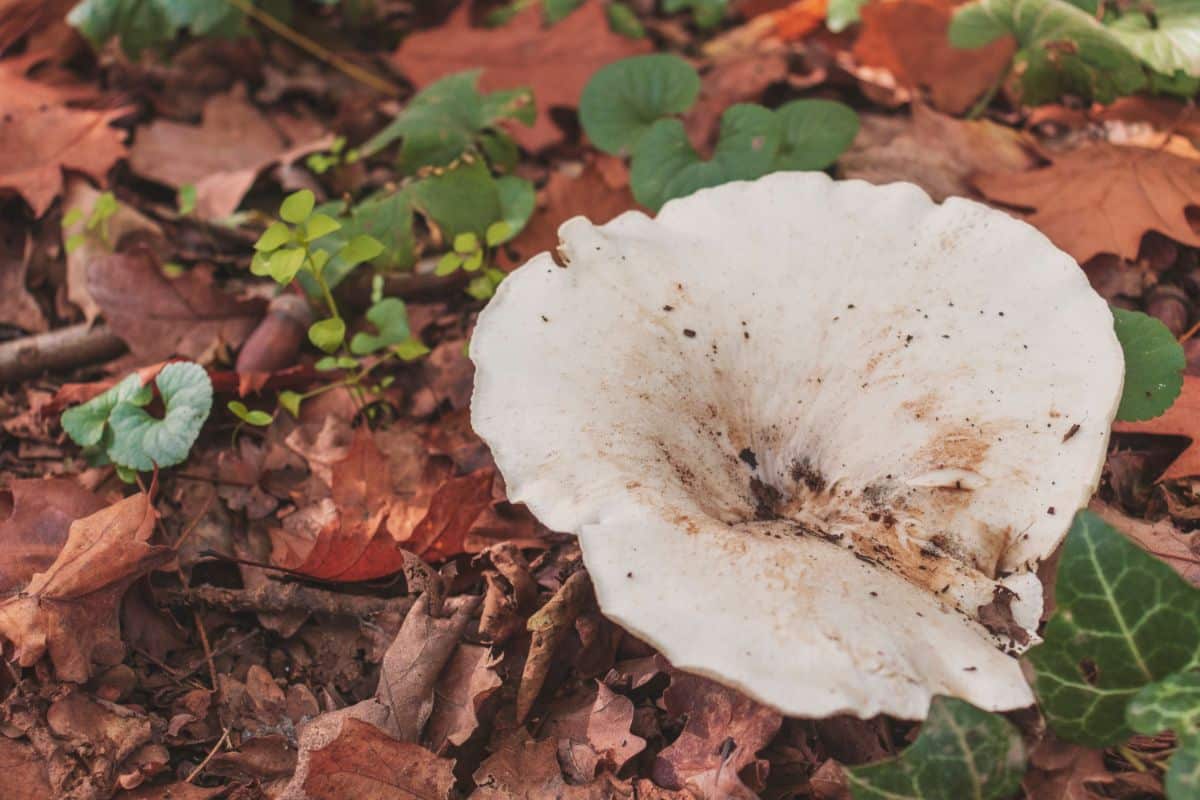 peppery milk cap