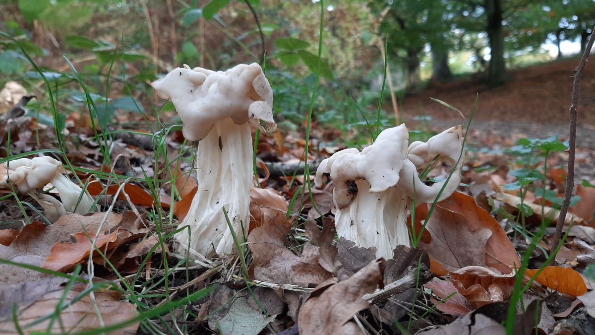 white elfin saddle helvella