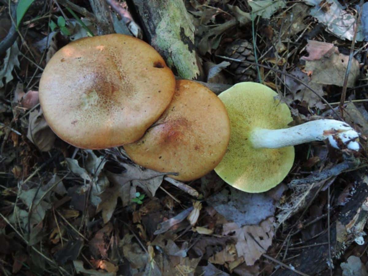 Granulated Bolete