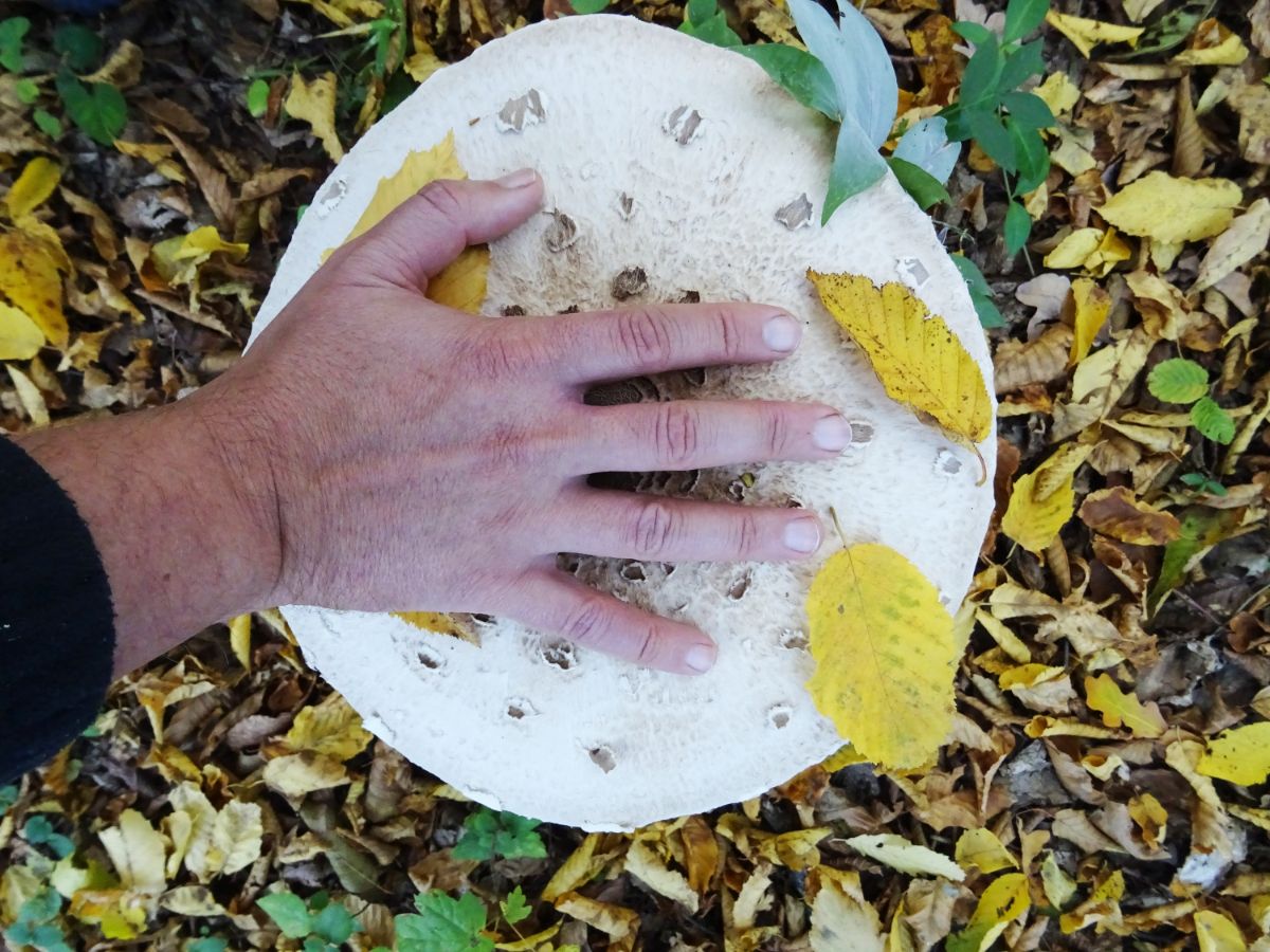 hand on mushroom