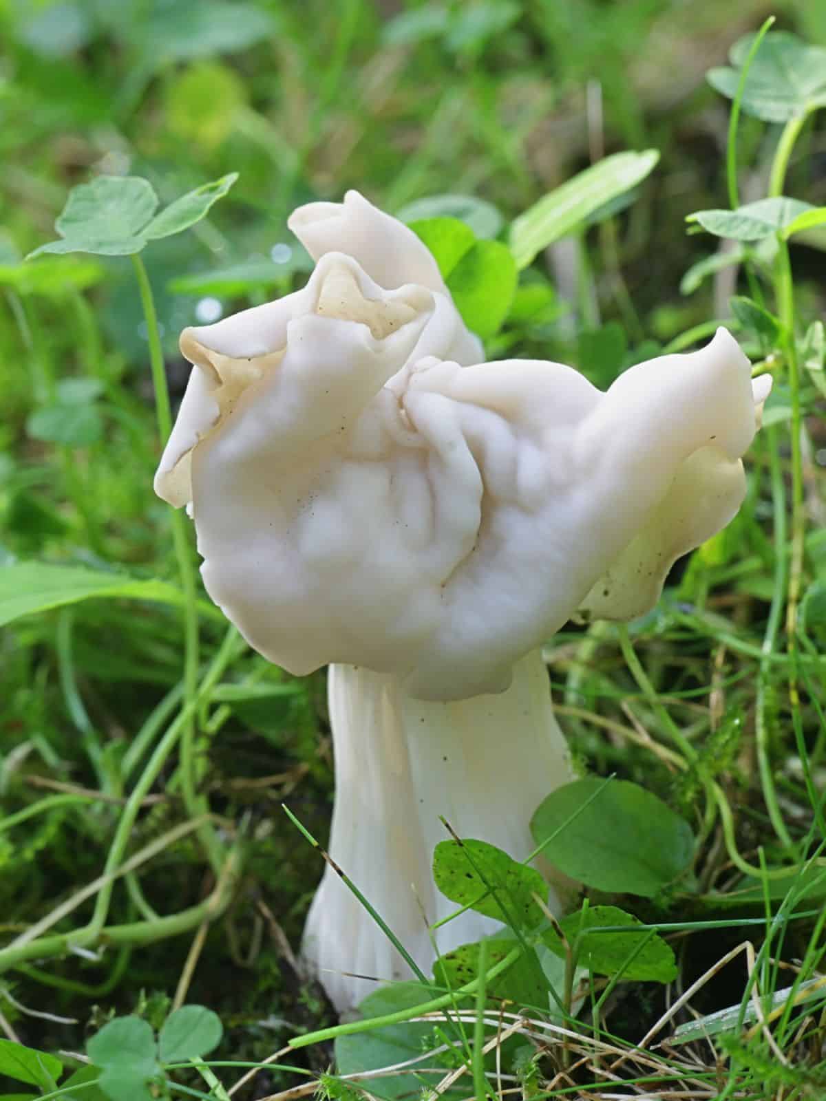 white elfin saddle