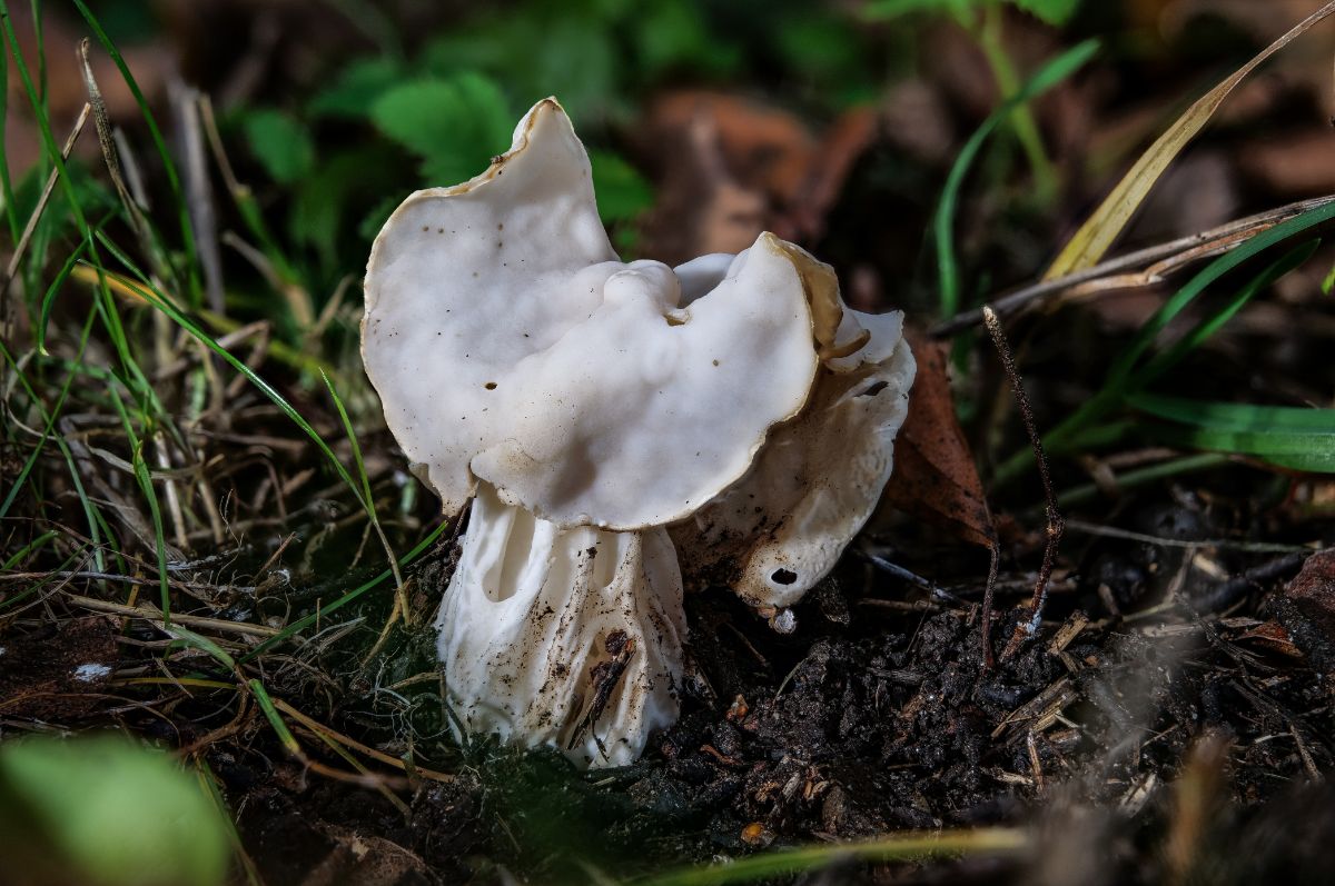 Helvella Crispa