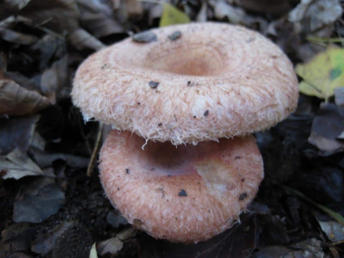 woolly milk cap