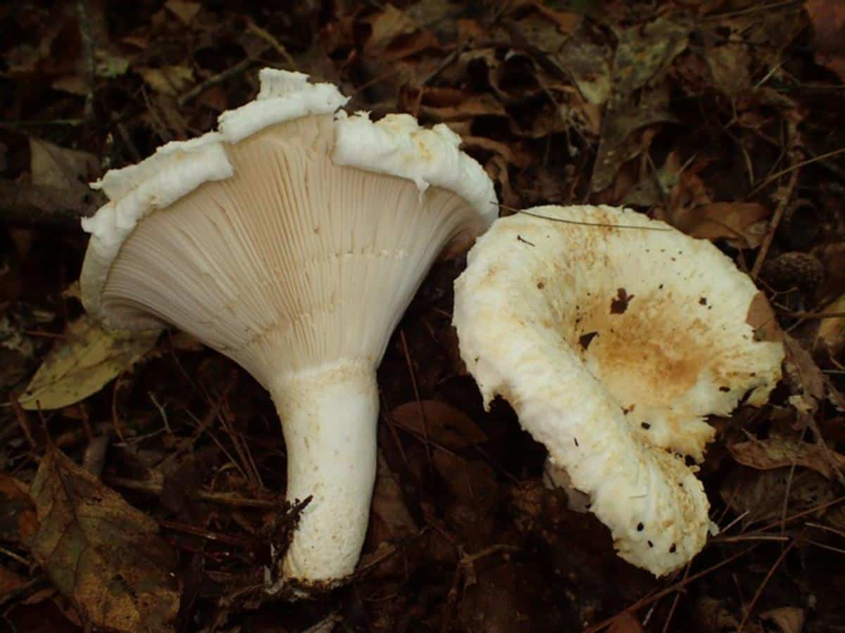 Lactifluus deceptivus