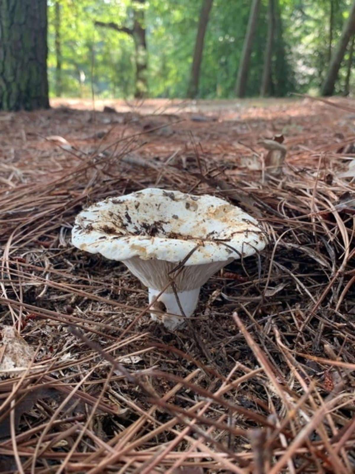 short stem russula