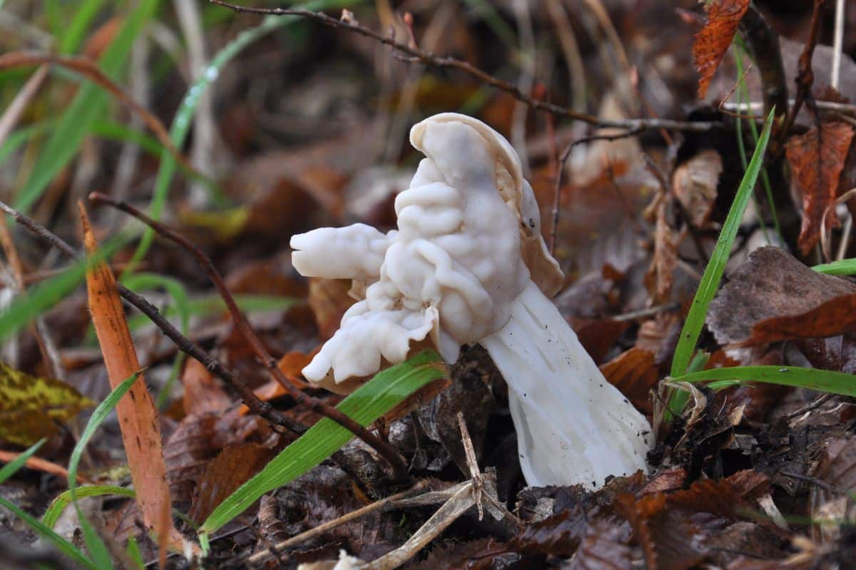 Helvella Crispa