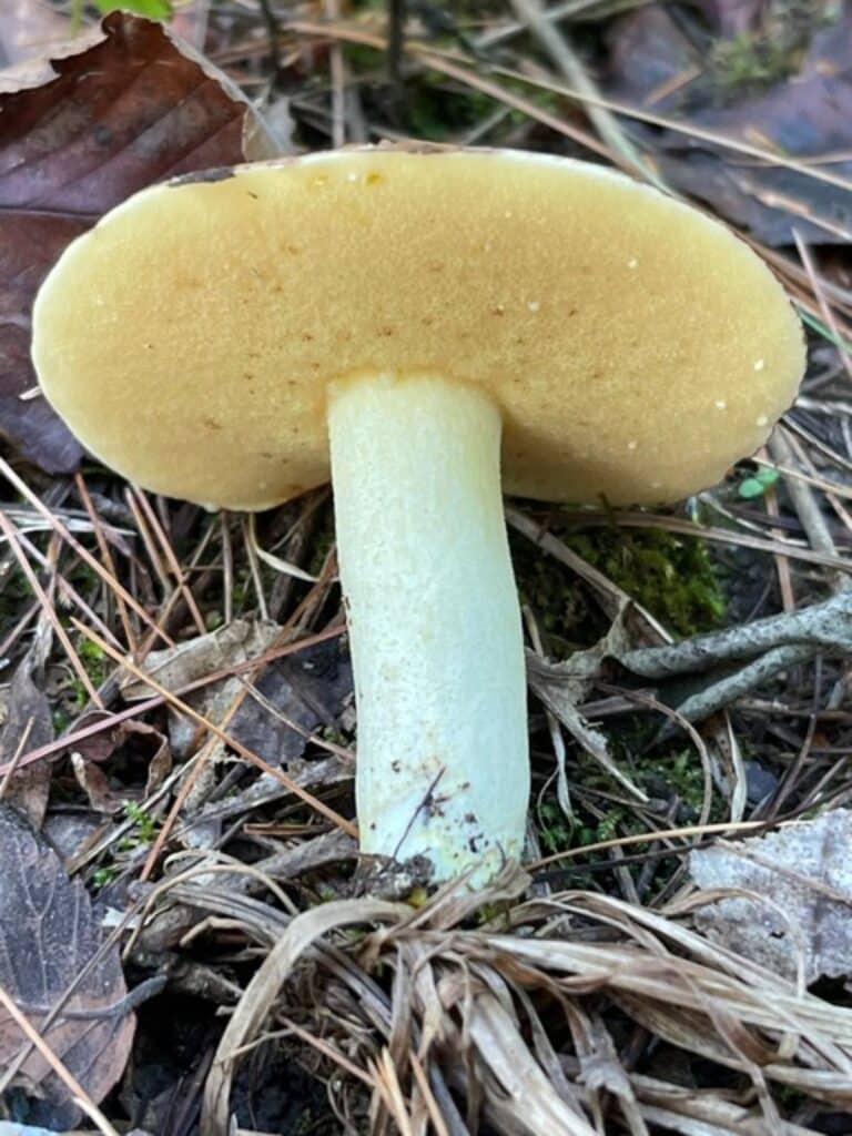 Slippery Jacks A Beginner's Guide to Identification and Foraging