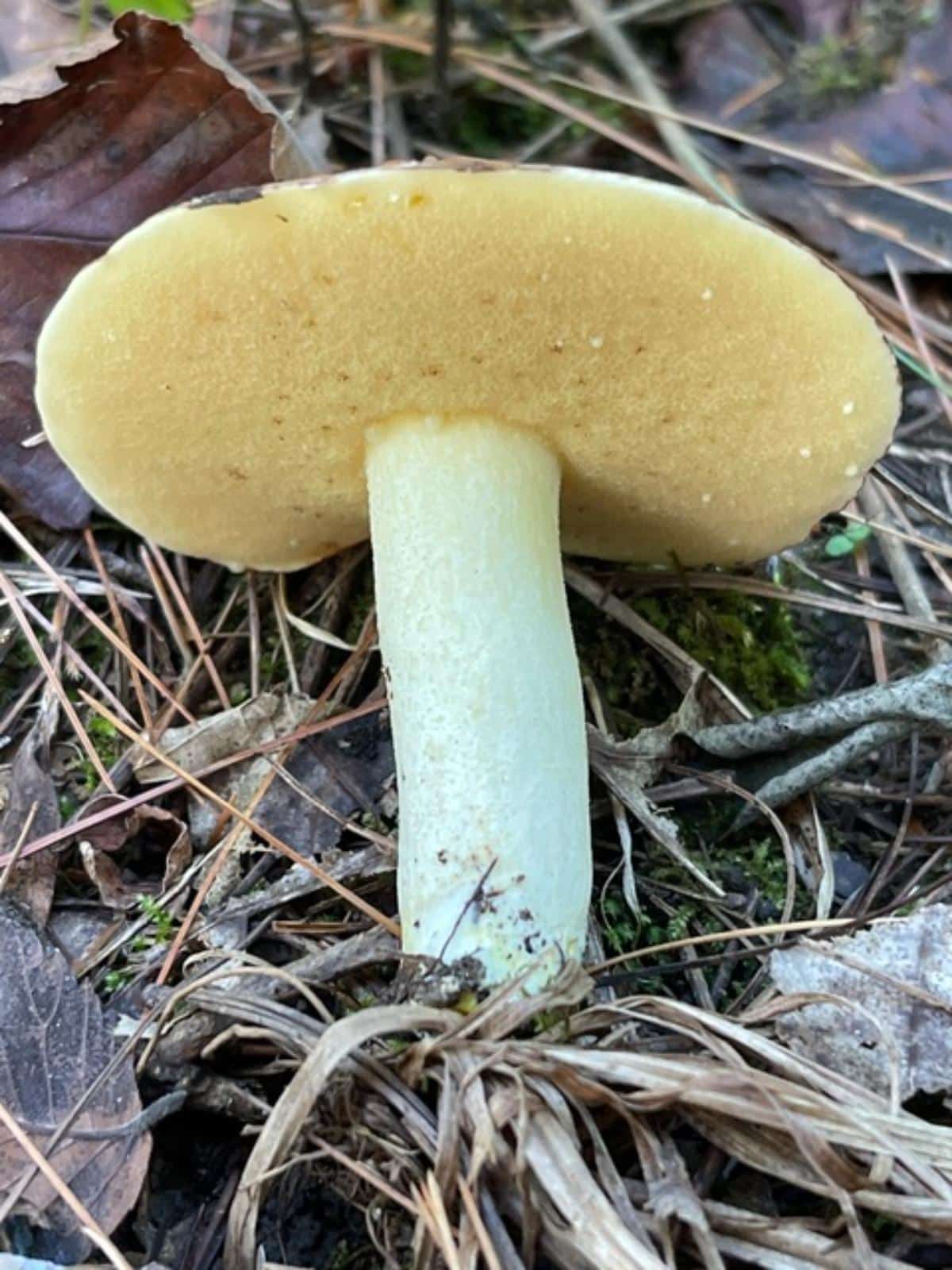 Suillus weaverae