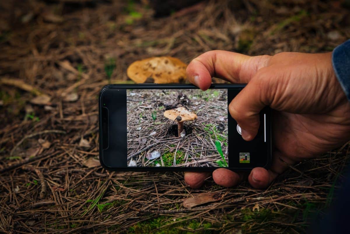 smartphone image of mushroom