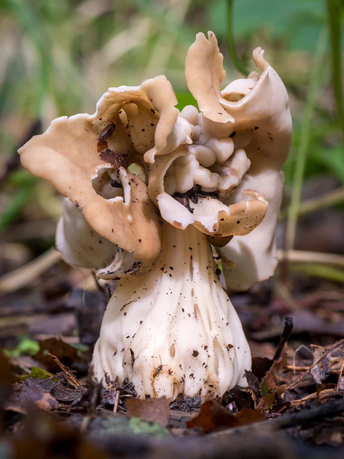 Helvella crispa