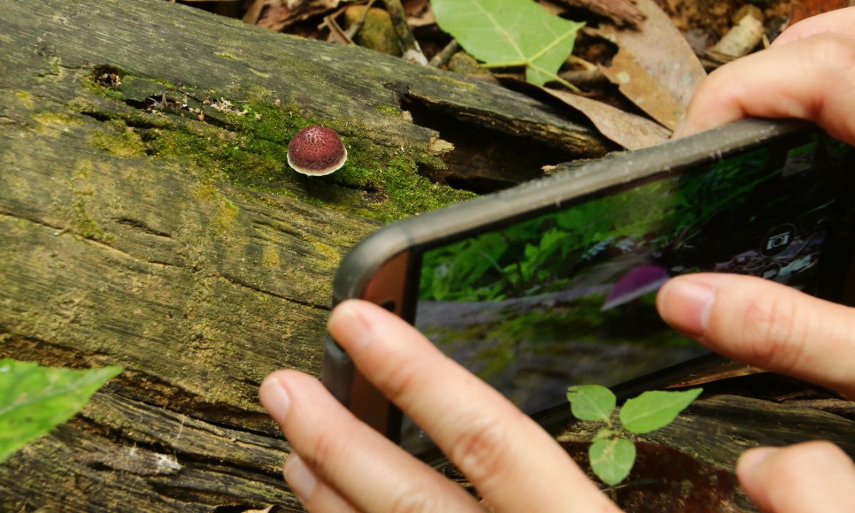 taking picture of mushroom