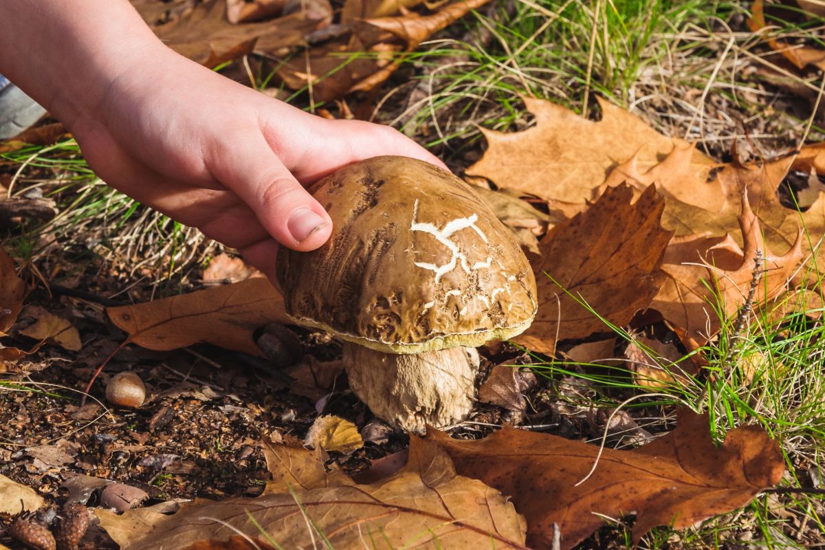 king bolete