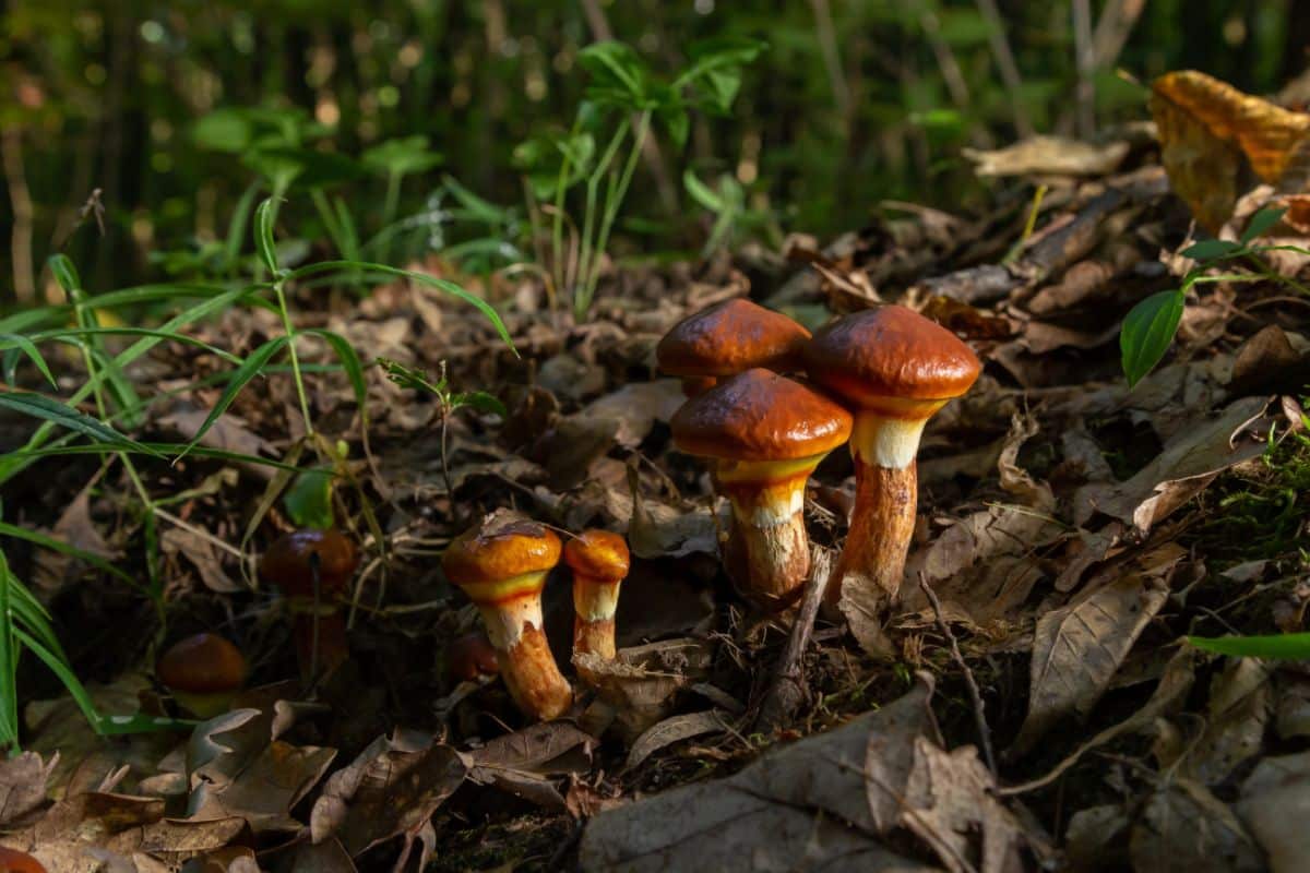 slippery jack mushrooms