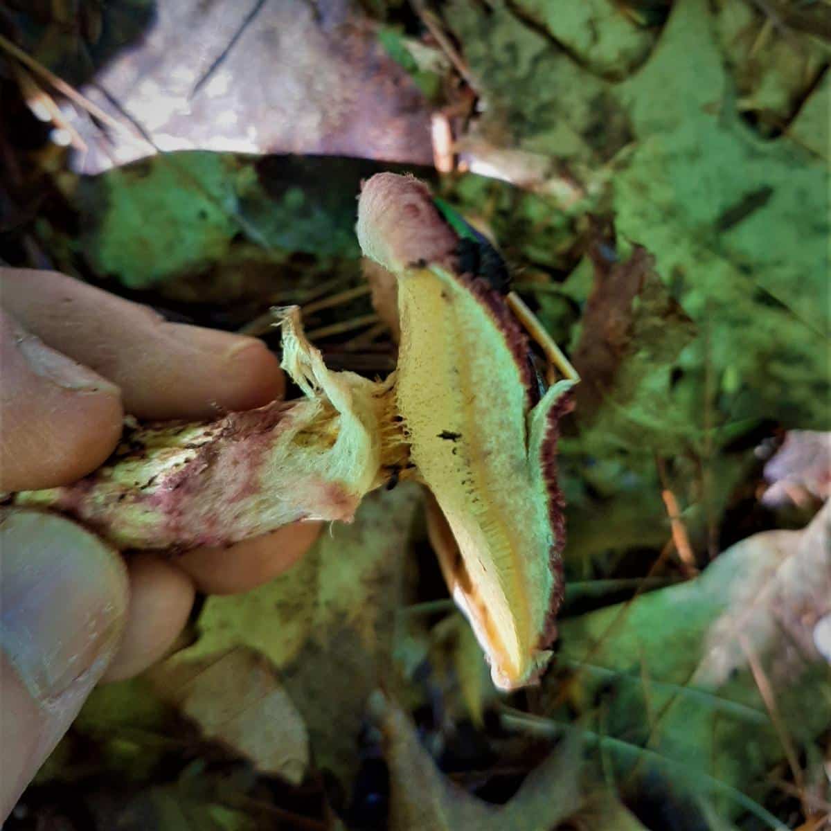 Suillus spraguei