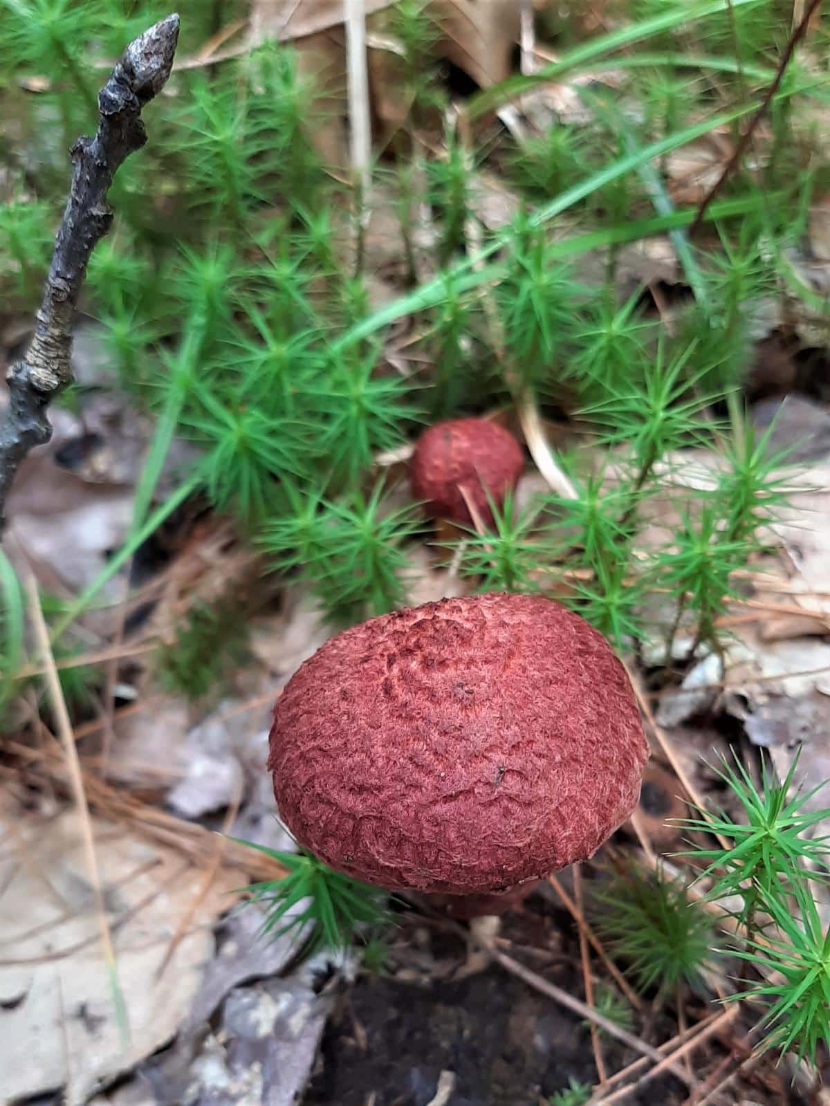 Suillus spraguei