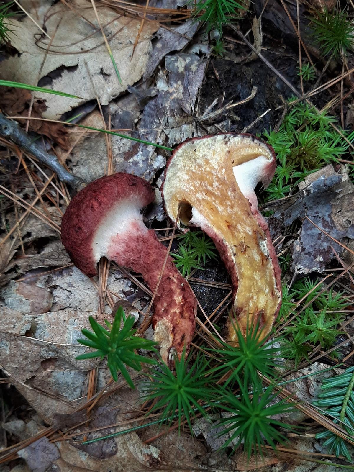 painted suillus