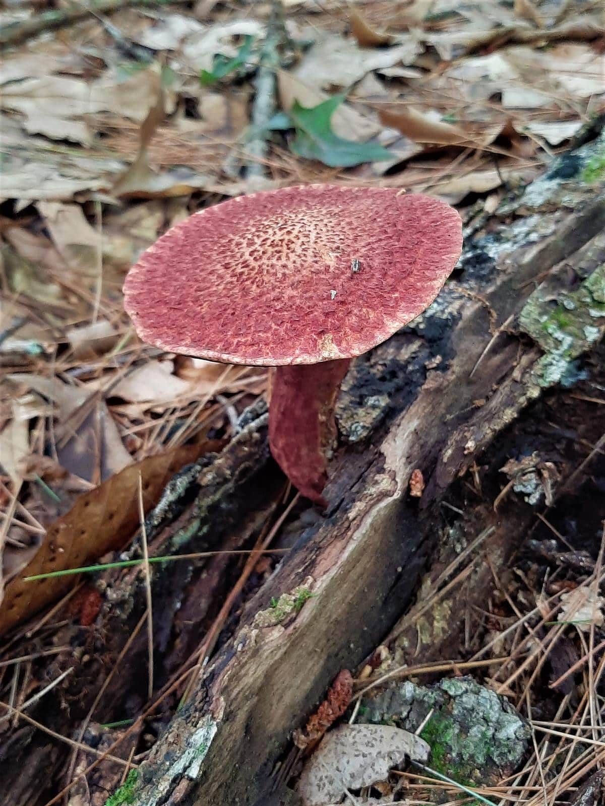 Patch - Mushroom Pink Blue