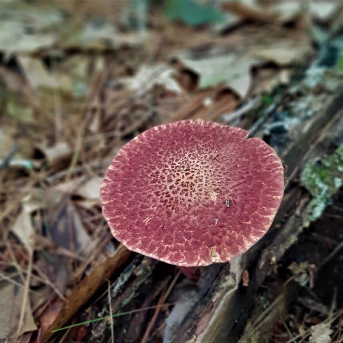 painted suillus