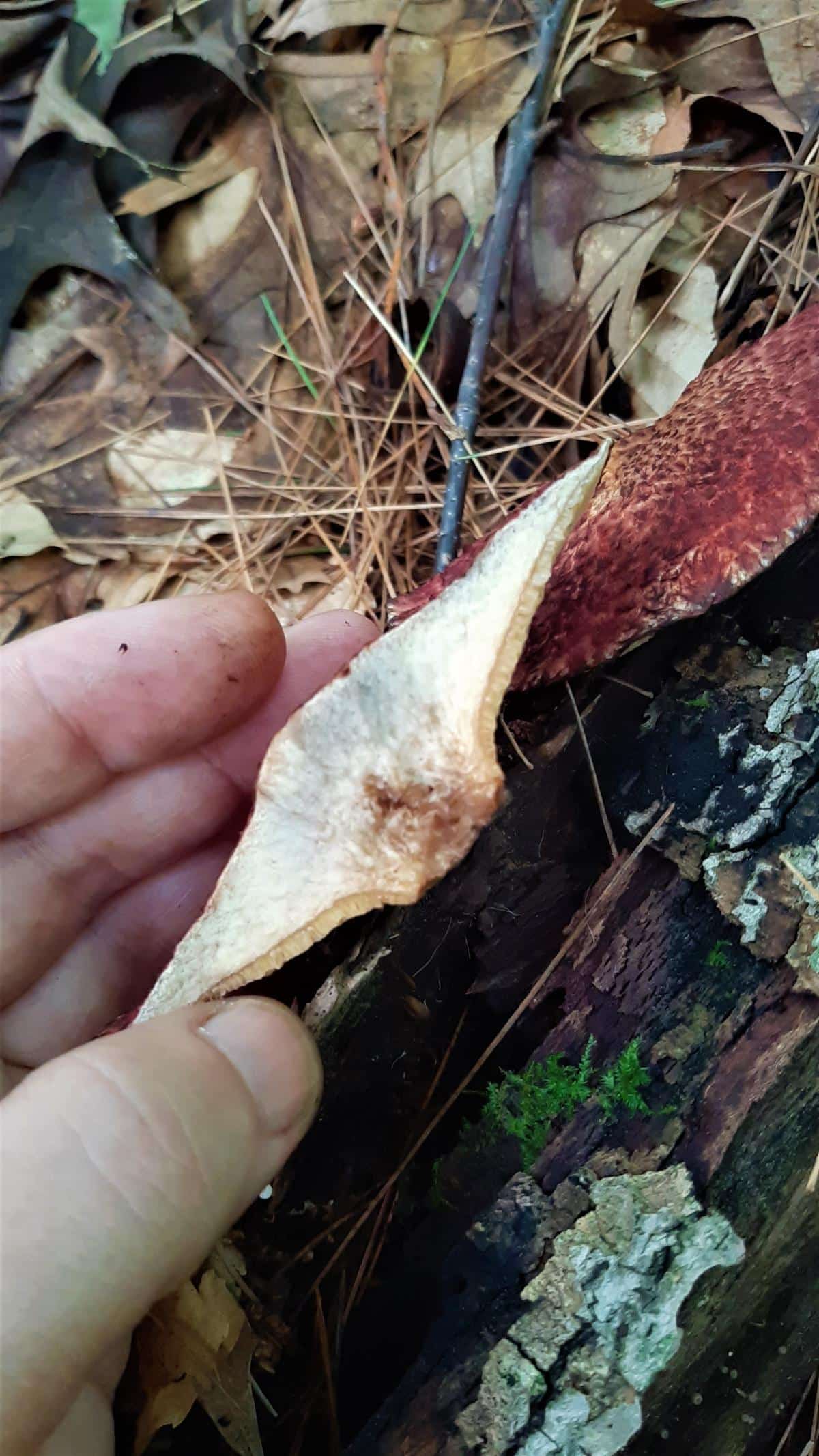 Suillus spraguei